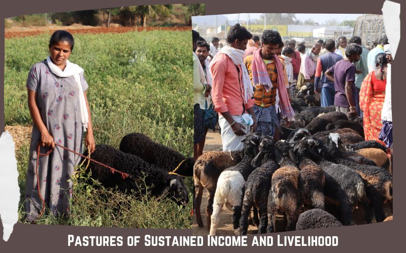 Pastures of Sustained Income and Livelihood